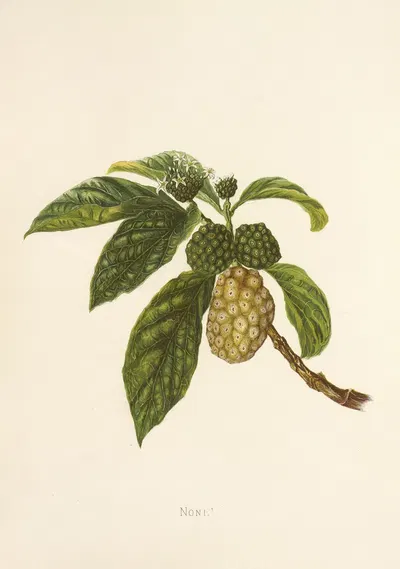 Noni by Isabella McHutcheson Sinclair, 1885 — digital art print download