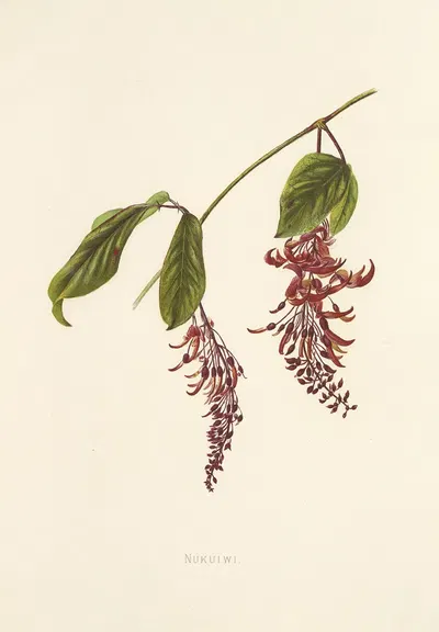 Nukuiwi by Isabella McHutcheson Sinclair, 1885 — digital art print download