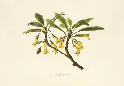 Ohenaupaka by Isabella McHutcheson Sinclair, 1885 — digital art print download