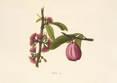 Ohia-Ai by Isabella McHutcheson Sinclair, 1885 — digital art print download