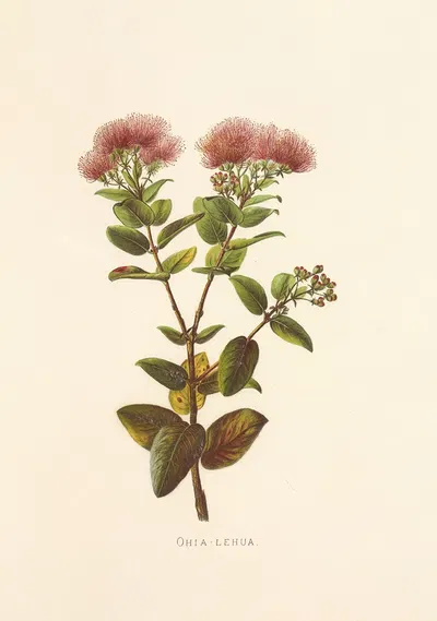 Ohia-Lehua by Isabella McHutcheson Sinclair, 1885 — digital art print download