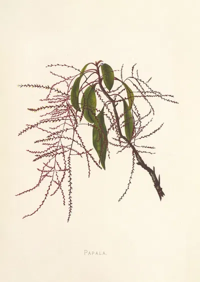 Papala by Isabella McHutcheson Sinclair, 1885 — digital art print download