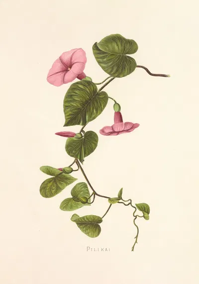 Pilikai by Isabella McHutcheson Sinclair, 1885 — digital art print download