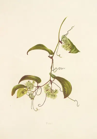 Pioi by Isabella McHutcheson Sinclair, 1885 — digital art print download
