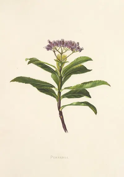 Poahanui by Isabella McHutcheson Sinclair, 1885 — digital art print download