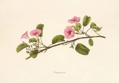 Pohuehue by Isabella McHutcheson Sinclair, 1885 — digital art print download