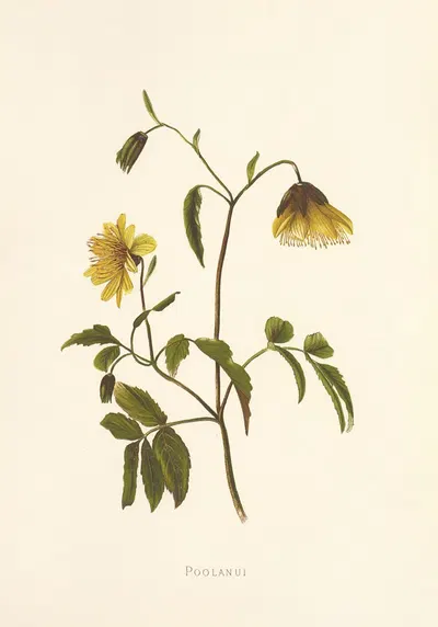 Poolanui by Isabella McHutcheson Sinclair, 1885 — digital art print download