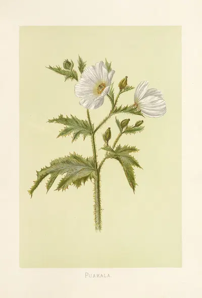 Puakala by Isabella McHutcheson Sinclair, 1885 — digital art print download