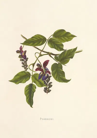 Puakauhi by Isabella McHutcheson Sinclair, 1885 — digital art print download