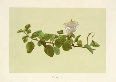 Puapilo by Isabella McHutcheson Sinclair, 1885 — digital art print download
