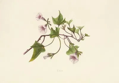 Uala by Isabella McHutcheson Sinclair, 1885 — digital art print download