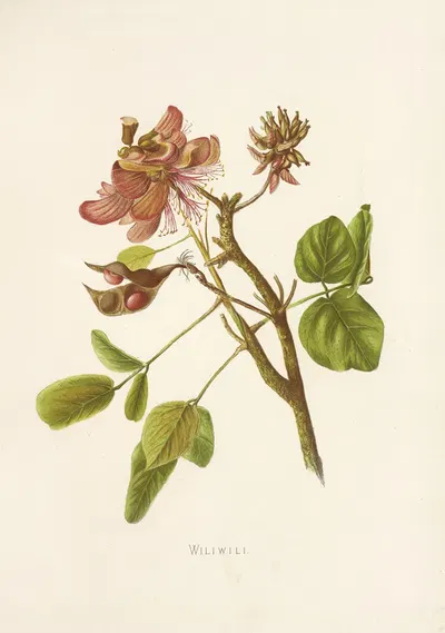 Wiliwili by Isabella McHutcheson Sinclair, 1885 — digital art print download