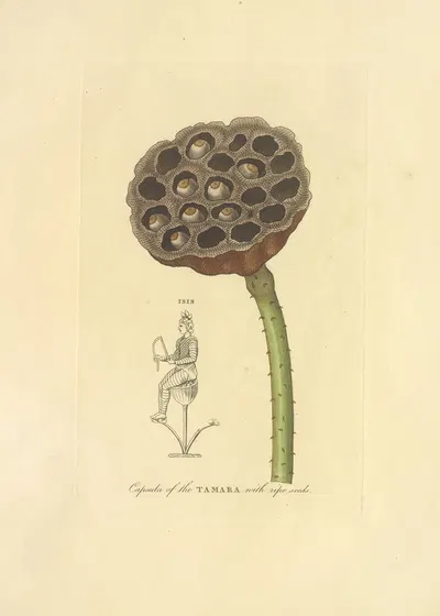 Capsula of the Tamara with ripe seeds by Richard Duppa, 1813 — digital art print download