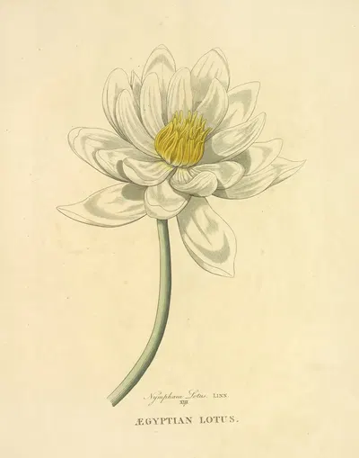Egyptian Lotus by Richard Duppa, 1813 — digital art print download