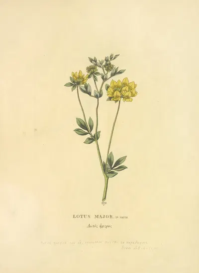 Lotus Major by Richard Duppa, 1813 — digital art print download