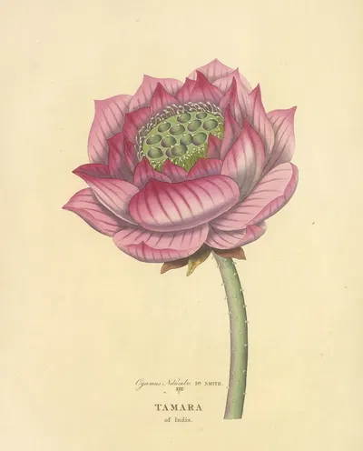 Tamara of India by Richard Duppa, 1813 — digital art print download