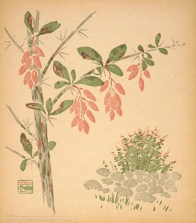 Barberries by Arthur Wesley Dow, 1902 — digital art print download