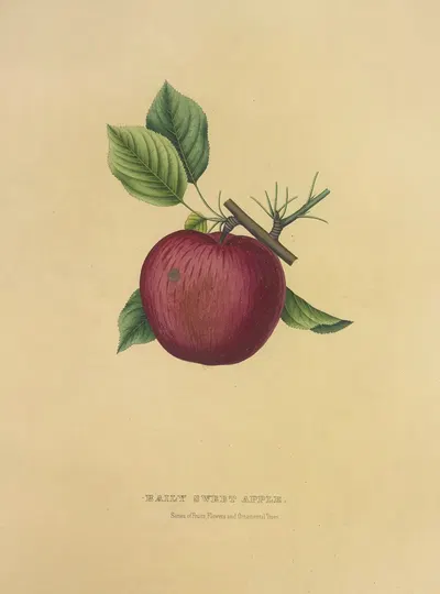 Baily Sweet Apple by Dellon Marcus Dewey, 1872 — digital art print download