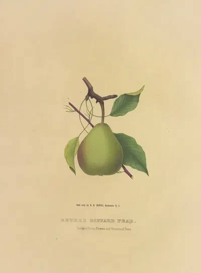 Beurre Giffard Pear by Dellon Marcus Dewey, 1872 — digital art print download