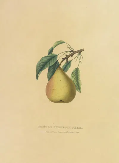 Beurre Superfin Pear by Dellon Marcus Dewey, 1872 — digital art print download