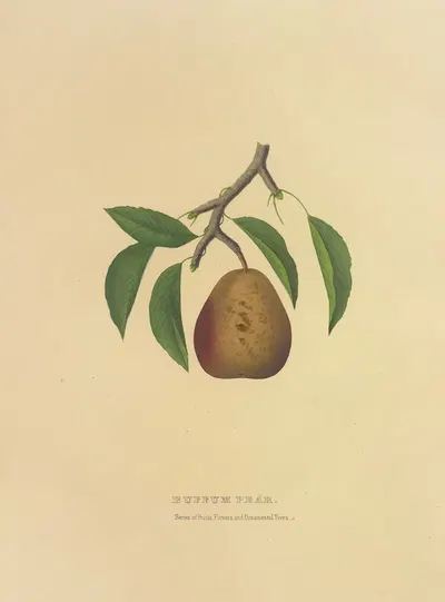 Buffum Pear by Dellon Marcus Dewey, 1872 — digital art print download