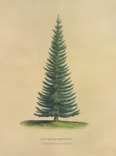 Douglas' Spruce by Dellon Marcus Dewey, 1872 — digital art print download