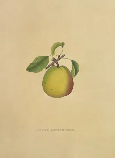 Easter Beurre Pear by Dellon Marcus Dewey, 1872 — digital art print download