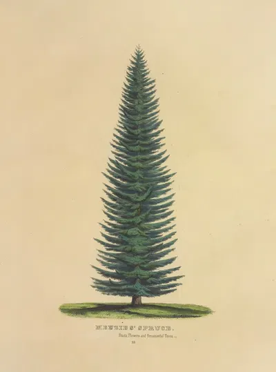Menzies' Spruce by Dellon Marcus Dewey, 1872 — digital art print download