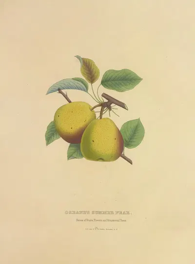 Osband's Summer Pear by Dellon Marcus Dewey, 1872 — digital art print download