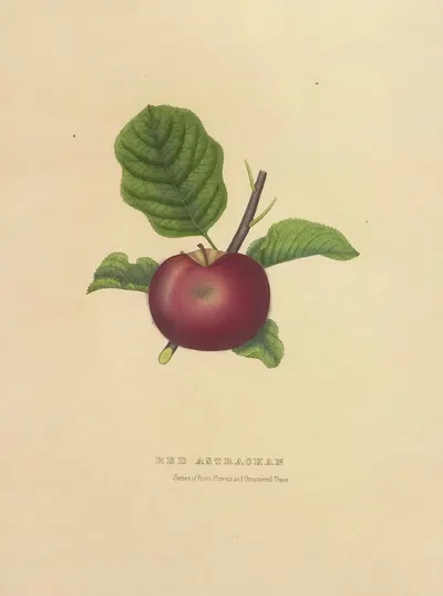 Red Astrachan by Dellon Marcus Dewey, 1872 — digital art print download