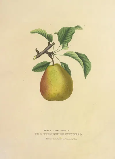 The Flemish Beauty Pear by Dellon Marcus Dewey, 1872 — digital art print download