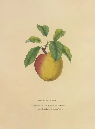 Yellow Bellflower by Dellon Marcus Dewey, 1872 — digital art print download