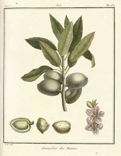 Traité des arbres fruitiers Pl.01 by Henri-Louis Duhamel du Monceau, 1768 — digital art print download