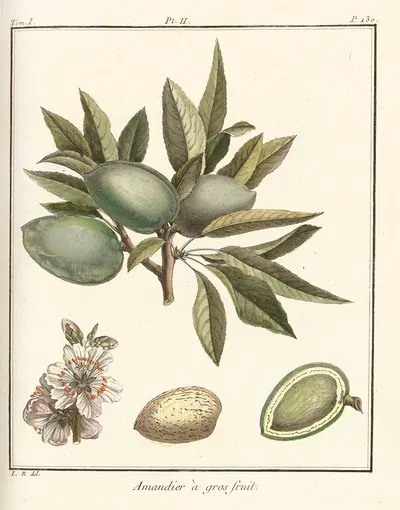 Traité des arbres fruitiers Pl.02 by Henri-Louis Duhamel du Monceau, 1768 — digital art print download