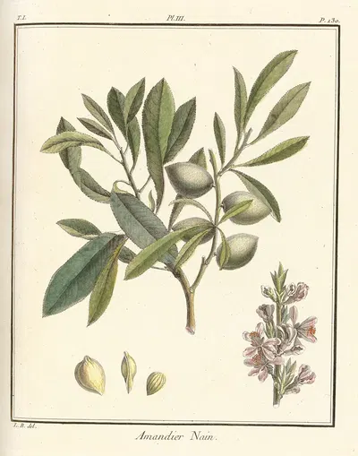 Traité des arbres fruitiers Pl.03 by Henri-Louis Duhamel du Monceau, 1768 — digital art print download