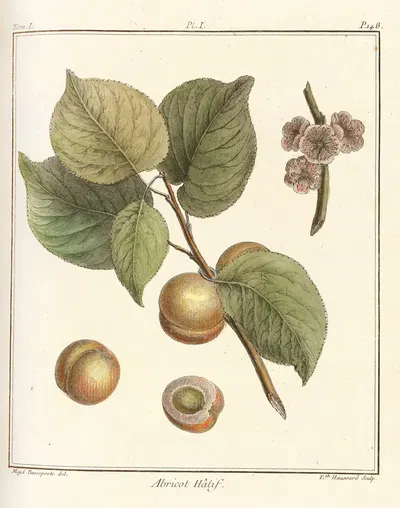 Traité des arbres fruitiers Pl.05 by Henri-Louis Duhamel du Monceau, 1768 — digital art print download