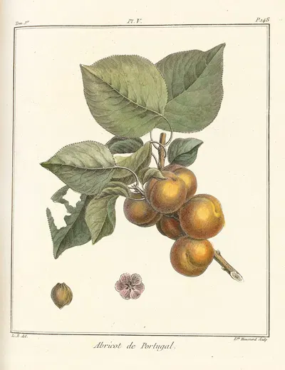 Traité des arbres fruitiers Pl.09 by Henri-Louis Duhamel du Monceau, 1768 — digital art print download