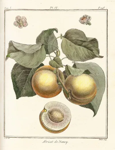 Traité des arbres fruitiers Pl.10 by Henri-Louis Duhamel du Monceau, 1768 — digital art print download