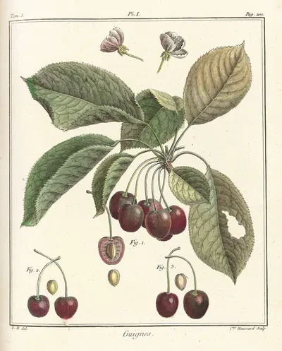 Traité des arbres fruitiers Pl.12 by Henri-Louis Duhamel du Monceau, 1768 — digital art print download