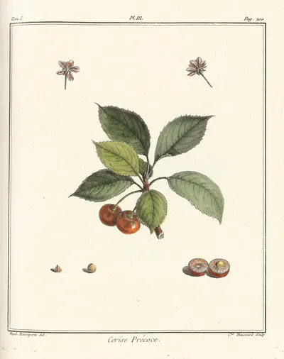 Traité des arbres fruitiers Pl.14 by Henri-Louis Duhamel du Monceau, 1768 — digital art print download