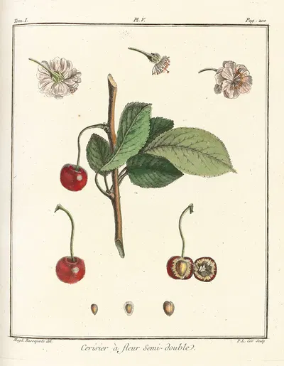 Traité des arbres fruitiers Pl.16 by Henri-Louis Duhamel du Monceau, 1768 — digital art print download