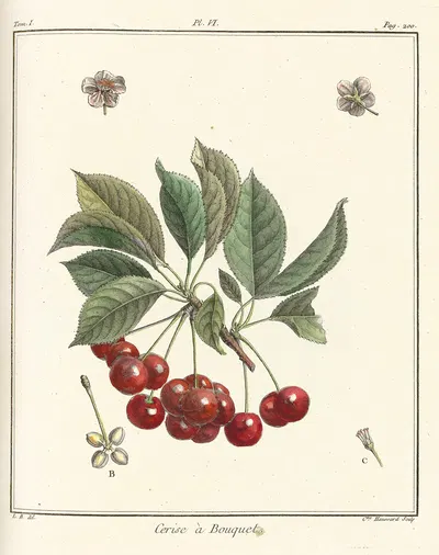 Traité des arbres fruitiers Pl.17 by Henri-Louis Duhamel du Monceau, 1768 — digital art print download