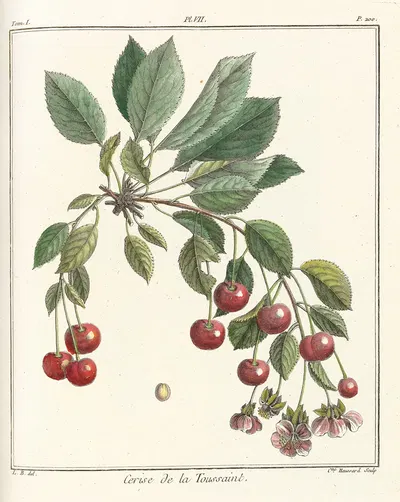 Traité des arbres fruitiers Pl.18 by Henri-Louis Duhamel du Monceau, 1768 — digital art print download