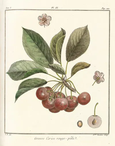 Traité des arbres fruitiers Pl.20 by Henri-Louis Duhamel du Monceau, 1768 — digital art print download