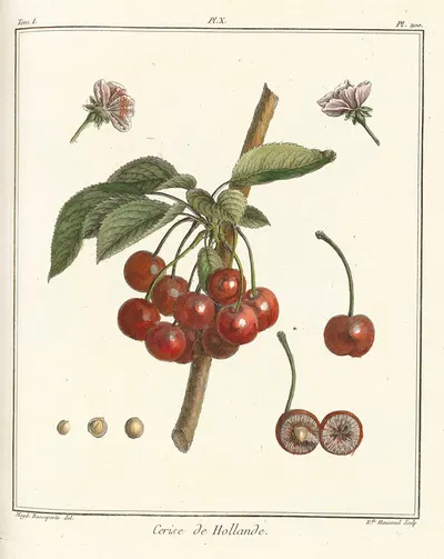 Traité des arbres fruitiers Pl.21 by Henri-Louis Duhamel du Monceau, 1768 — digital art print download