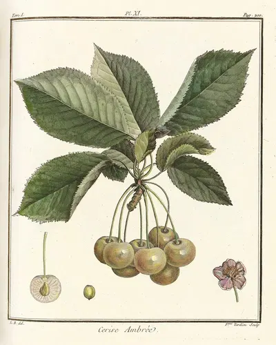 Traité des arbres fruitiers Pl.22 by Henri-Louis Duhamel du Monceau, 1768 — digital art print download