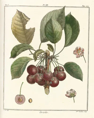 Traité des arbres fruitiers Pl.23 by Henri-Louis Duhamel du Monceau, 1768 — digital art print download