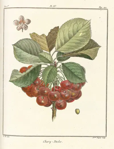 Traité des arbres fruitiers Pl.26 by Henri-Louis Duhamel du Monceau, 1768 — digital art print download