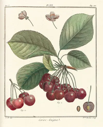 Traité des arbres fruitiers Pl.27 by Henri-Louis Duhamel du Monceau, 1768 — digital art print download