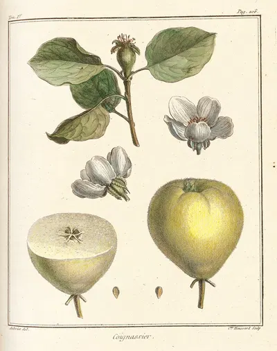 Traité des arbres fruitiers Pl.28 by Henri-Louis Duhamel du Monceau, 1768 — digital art print download